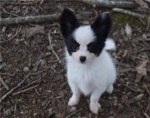 Lovely Male and female Papillon puppies Image eClassifieds4u 1