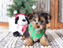 Adorable Male and Female Yorkshire Terrier Puppies