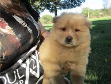 Charming male and female Chow Chow Puppies Available