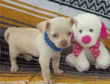 Cute and adorable male and female Chihuahua puppies