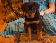 Cute and lovely male and female Rottweiler puppies
