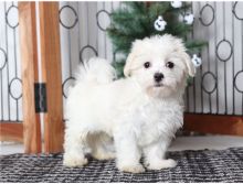 Gorgeous male and female Maltese puppies