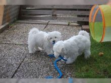 Two Top Class Maltese Puppies Available