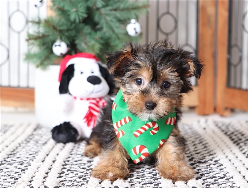 Adorable Male and Female Yorkshire Terrier Puppies Image eClassifieds4u