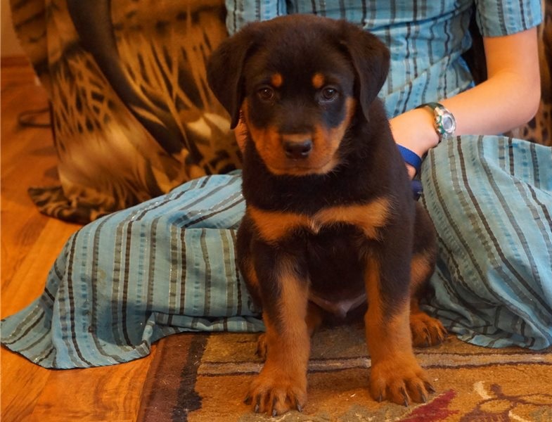 Cute and lovely male and female Rottweiler puppies Image eClassifieds4u