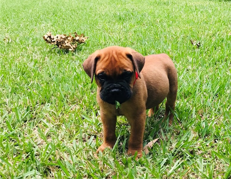 Cute male and female Bull mastiff puppies Image eClassifieds4u