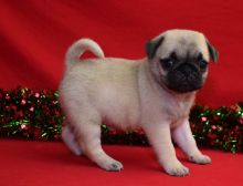 Cute and lovely Male and Female Pug puppies. Image eClassifieds4U