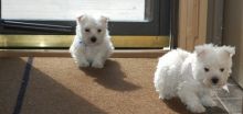 West Highland Terrier Puppies Available