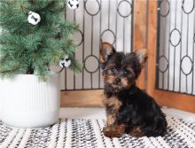 Adorable Male and Female Yorkshire Terrier Puppies