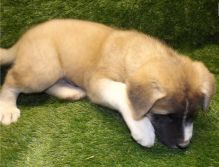 Cute and lovely Male and Female Akita puppies