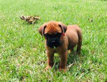 Cute male and female Bull mastiff puppies.