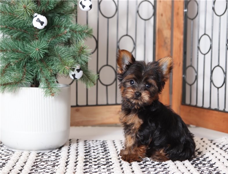 Adorable Male and Female Yorkshire Terrier Puppies Image eClassifieds4u