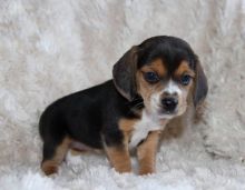 Beagle Puppies For Adoption