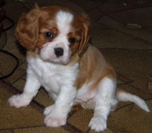 Cavalier King Charles Spaniel Puppies For Adoption