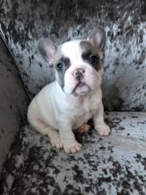 French Bulldog Puppies For Adoption