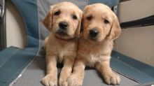 Golden Retriever Puppies For Adoption