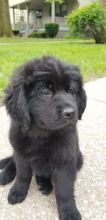 Newfoundland Puppies For Adoption