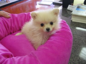 12Weeks Old Pomeranian Puppies For Sale Image eClassifieds4u