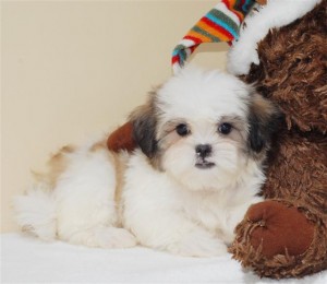 Affectionate shih tzu puppies available for good home Image eClassifieds4u
