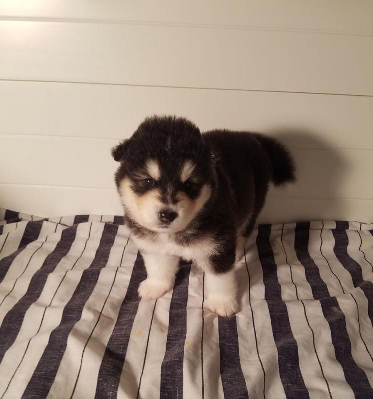 Alaskan Malamute Puppies For Adoption Image eClassifieds4u