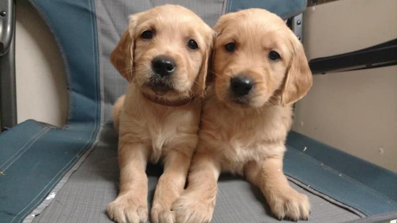 Golden Retriever Puppies For Adoption Image eClassifieds4u
