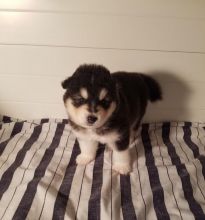 Alaskan Malamute Puppies For Adoption Image eClassifieds4U