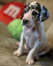 Great Dane Puppies For Adoption