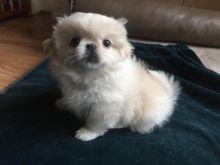 Pekingese Puppies For Adoption