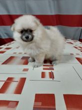 Pomeranian Puppies For Adoption