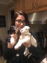Portuguese Water Dogs For Adoption