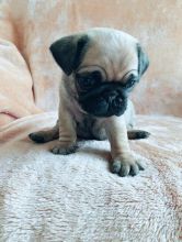 Pug Puppies For Adoption