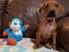 Rhodesian Ridgeback Puppies For Adoption