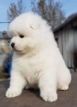 Samoyed Puppies For Adoption