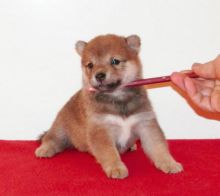 Shiba Inu Puppies For Adoption