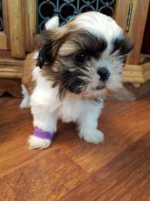 Shih Tzu Puppies For Adoption