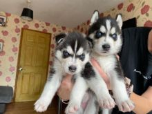 Siberian Husky Puppies For Adoption