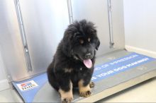 Tibetan Mastiff puppies For Adoption