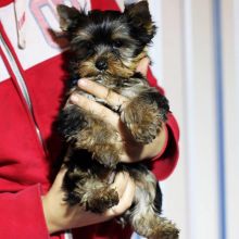 Yorkshire Terrier Puppies For Adoption