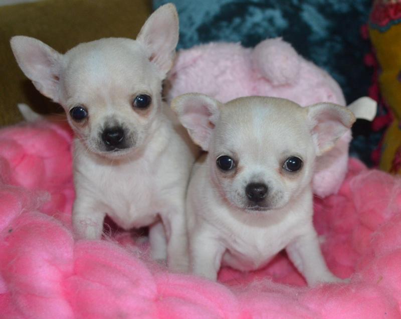 Chihuahua Puppies For Adoption Image eClassifieds4u