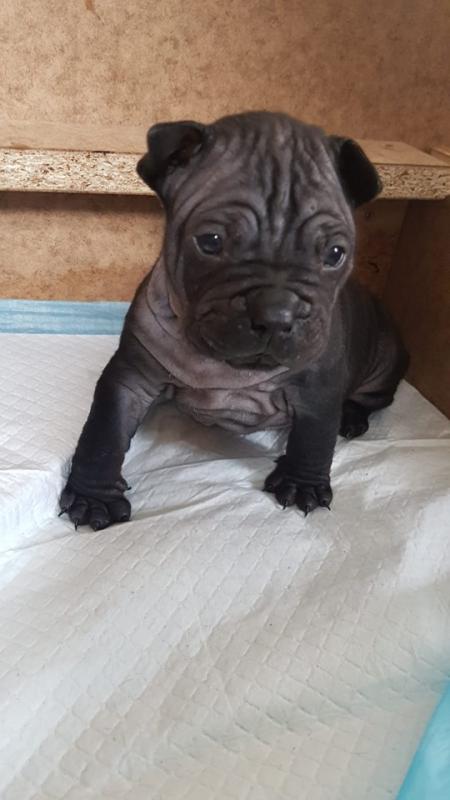 Chinese Chongqing Dog Puppies For Adoption Image eClassifieds4u