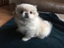 Pekingese Puppies For Adoption Image eClassifieds4U