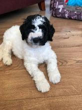 Spanish Water Dogs For Adoption Image eClassifieds4U