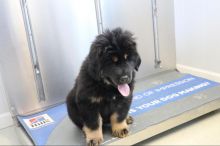 Tibetan Mastiff puppies For Adoption Image eClassifieds4U
