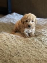 Toy Poodle Puppies For Adoption Image eClassifieds4U