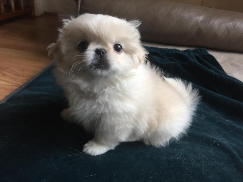 Pekingese Puppies For Adoption Image eClassifieds4u