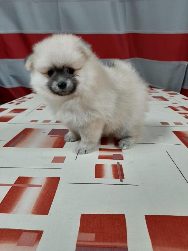 Pomeranian Puppies For Adoption Image eClassifieds4u