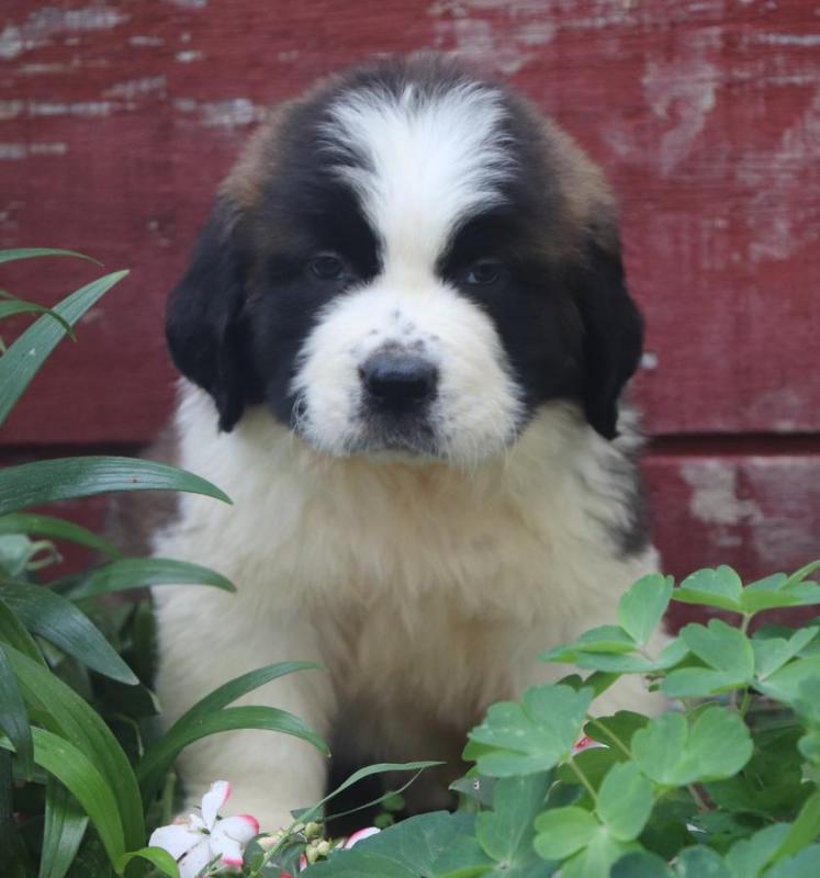 Saint Bernard Puppies For Adoption Image eClassifieds4u