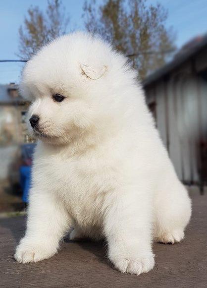 Samoyed Puppies For Adoption Image eClassifieds4u