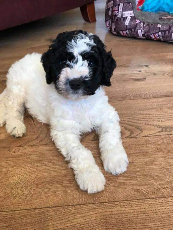 Spanish Water Dogs For Adoption Image eClassifieds4u