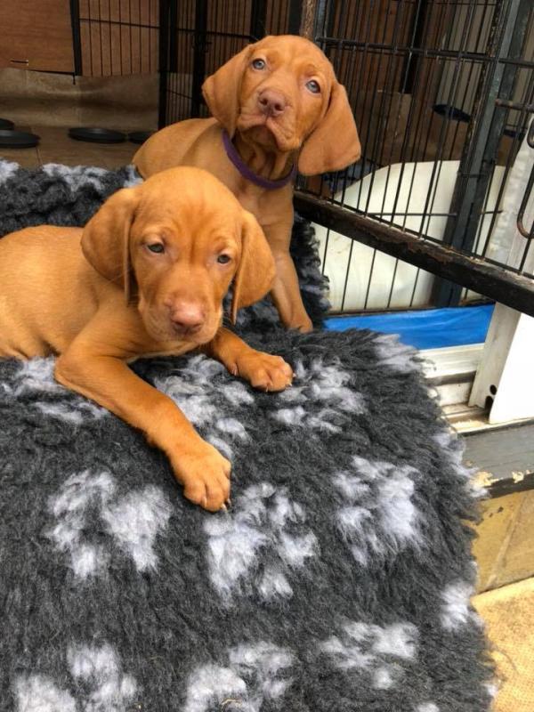Vizsla Puppies For Adoption Image eClassifieds4u